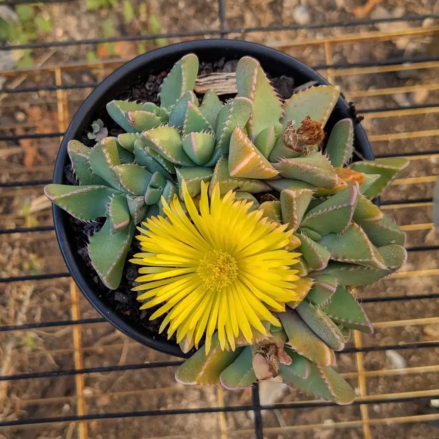 Faucaria felina – Tiger Jaws